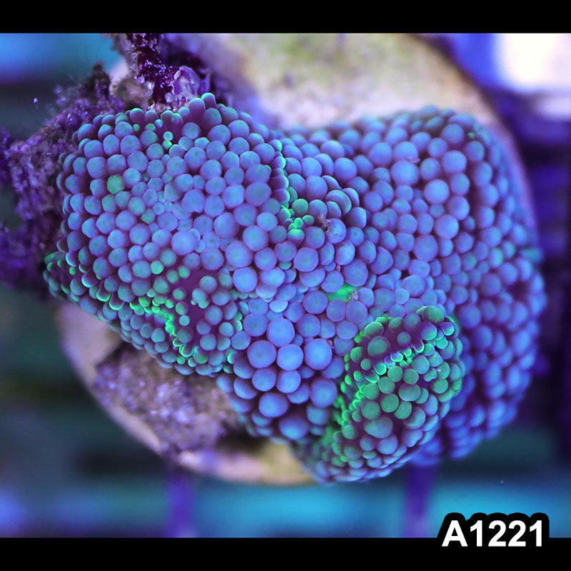 Item#A1221SP1221(S) WYSIWYG Florida Ultra Blue Ricordea Mushroom