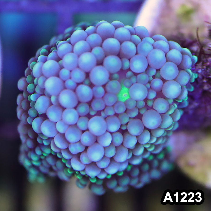 Item#A1223SP1223(S) WYSIWYG Florida Ultra Blue Ricordea Mushroom