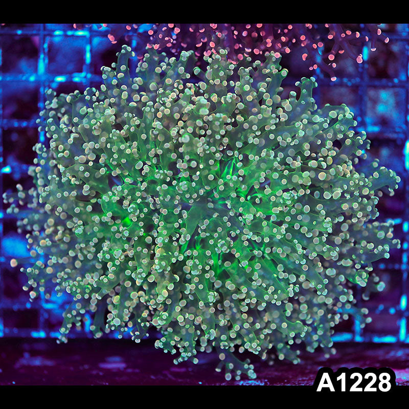 Item#A1228LW1228(L) WYSIWYG Indo Cultured Rainbow Tip Octofrogspawn Colony