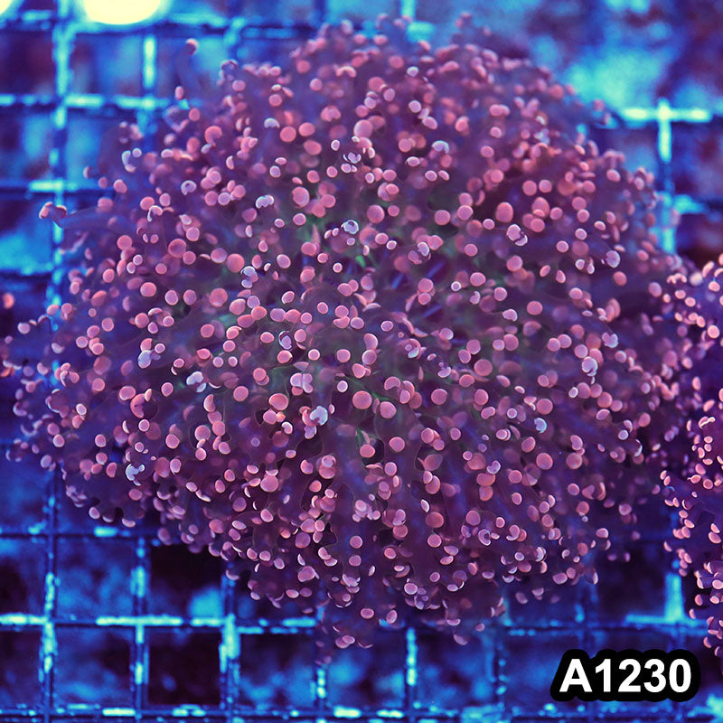 Item#A1230LW1230(L) WYSIWYG Indo Cultured Ultra Tip Octofrogspawn Colony