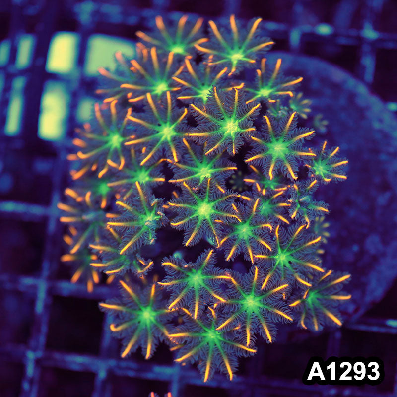 Item#A1293LW1293(M) WYSIWYG Indo Cultured Ultra Tip Clove Polyp Colony