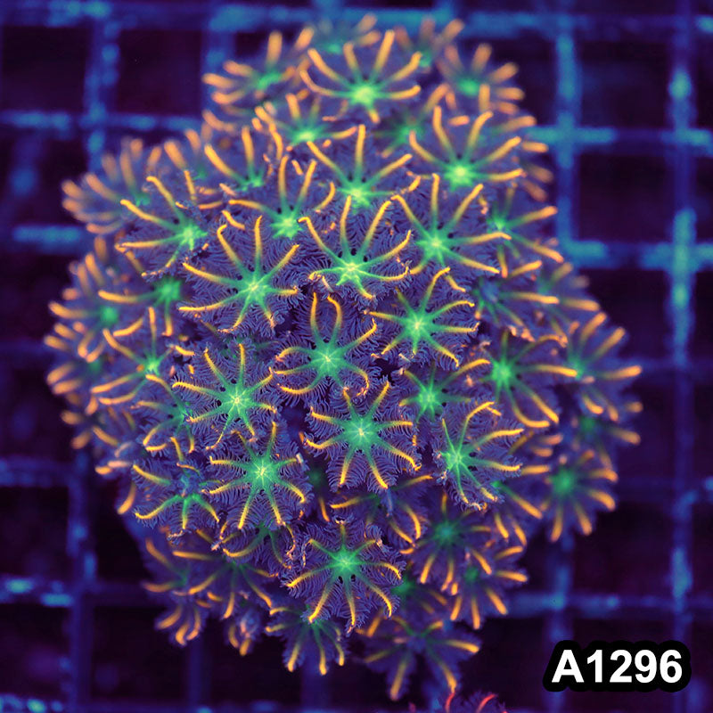 Item#A1296LW1296(M) WYSIWYG Indo Cultured Indo Cultured Ultra Tip Clove Polyp Colony