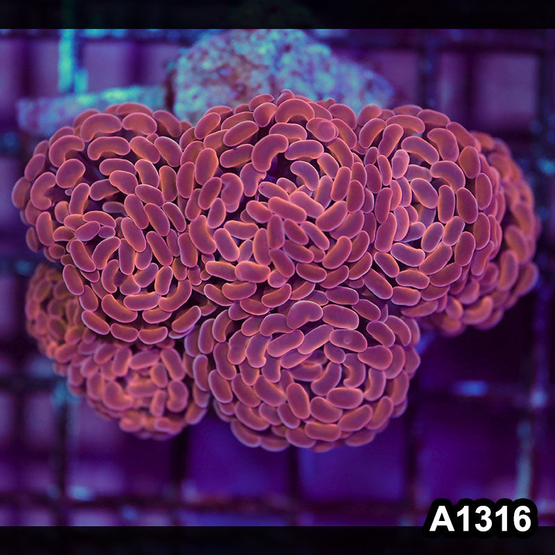 Item#A1316LW1316(M) WYSIWYG Indo Cultured Ultra Unique Branching Hammer Colony