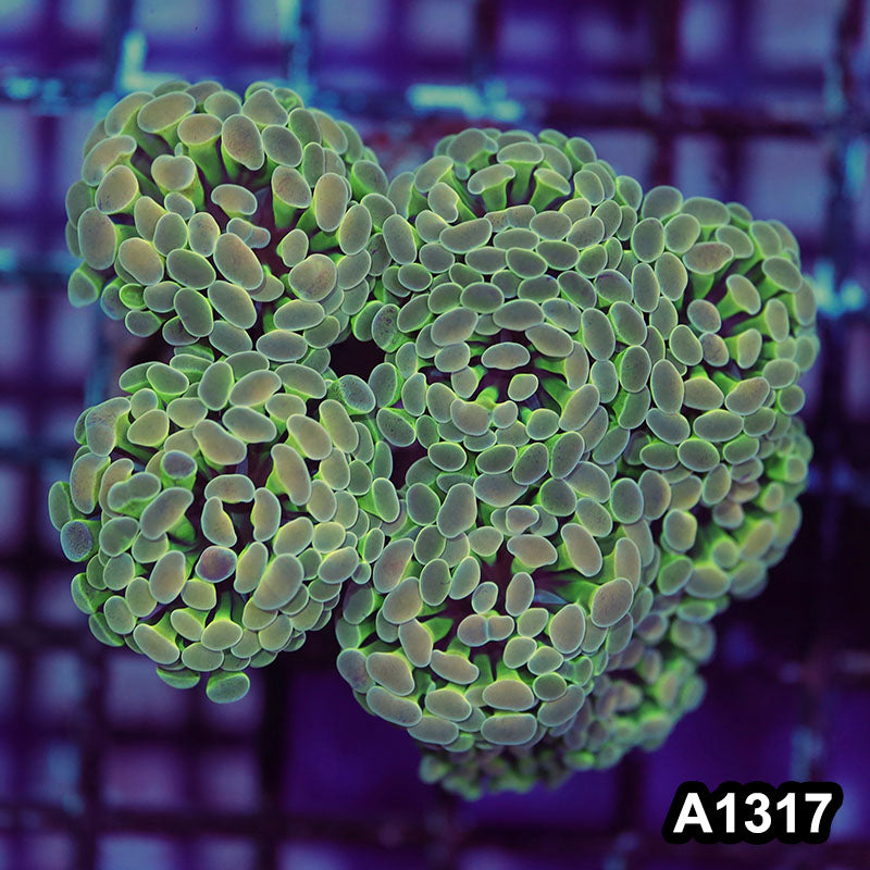 Item#A1317LW1317(M) WYSIWYG Indo Cultured Ultra Unique Branching Hammer Colony