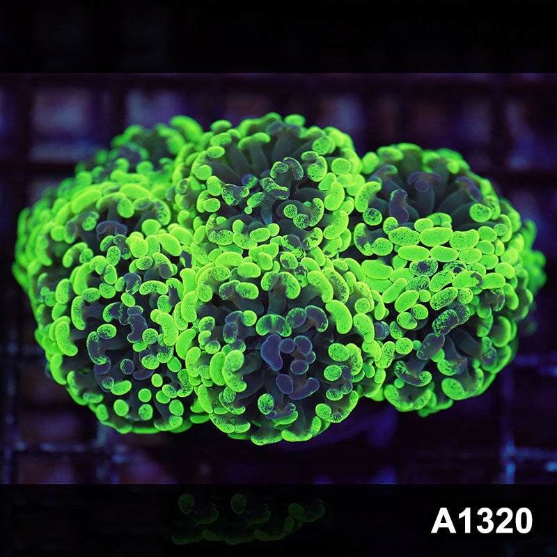 Item#A1320LW1320(M) WYSIWYG Indo Cultured Ultra Unique Branching Hammer Colony