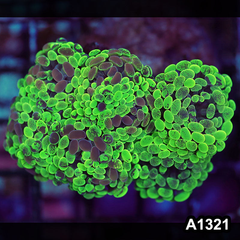 Item#A1321LW1321(M) WYSIWYG Indo Cultured Ultra Unique Branching Hammer Colony