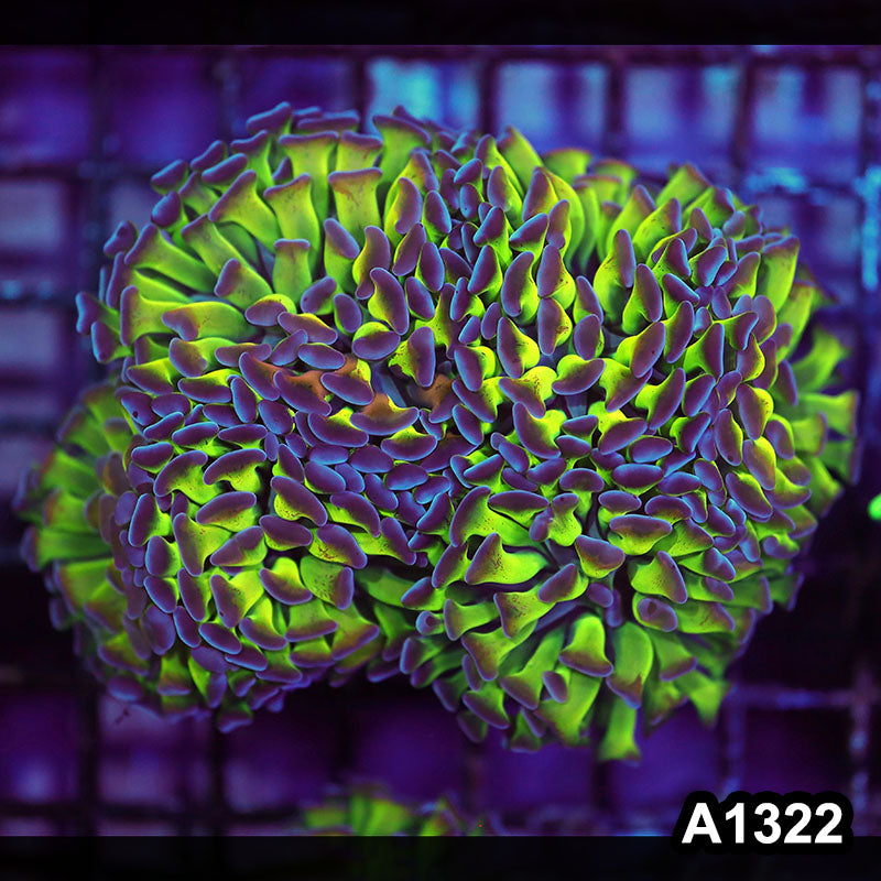 Item#A1322LW1322(M) WYSIWYG Indo Cultured Ultra Unique Branching Hammer Colony
