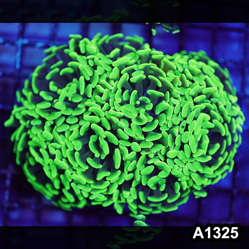 Item#A1325LW1325(M) WYSIWYG Indo Cultured Ultra Unique Branching Hammer Colony