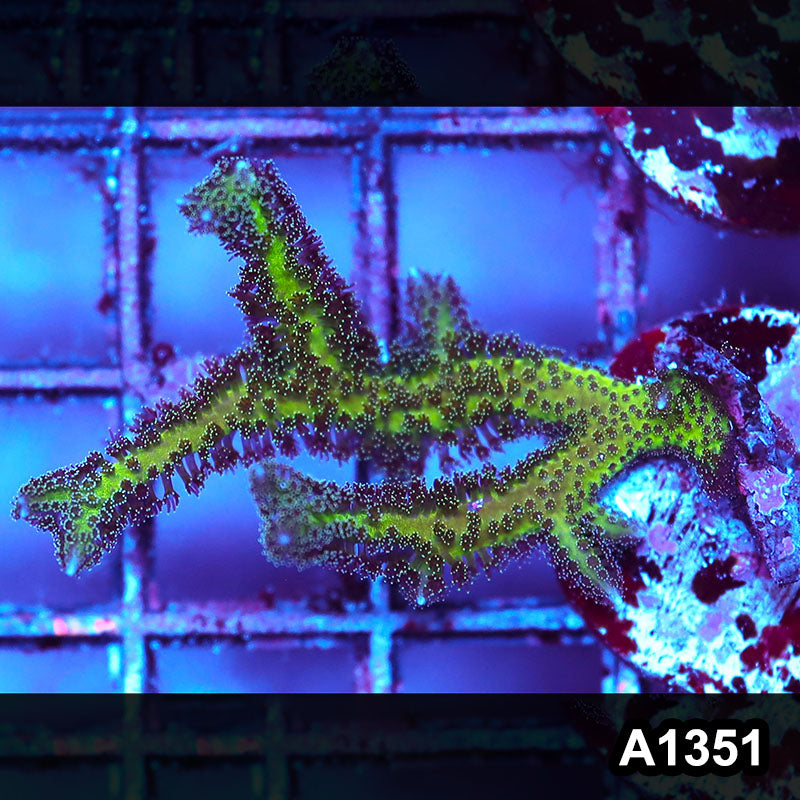 Item#A1351IN1351(S) WYSIWYG Cultured Birds Of Paradise Seriatopora Frag