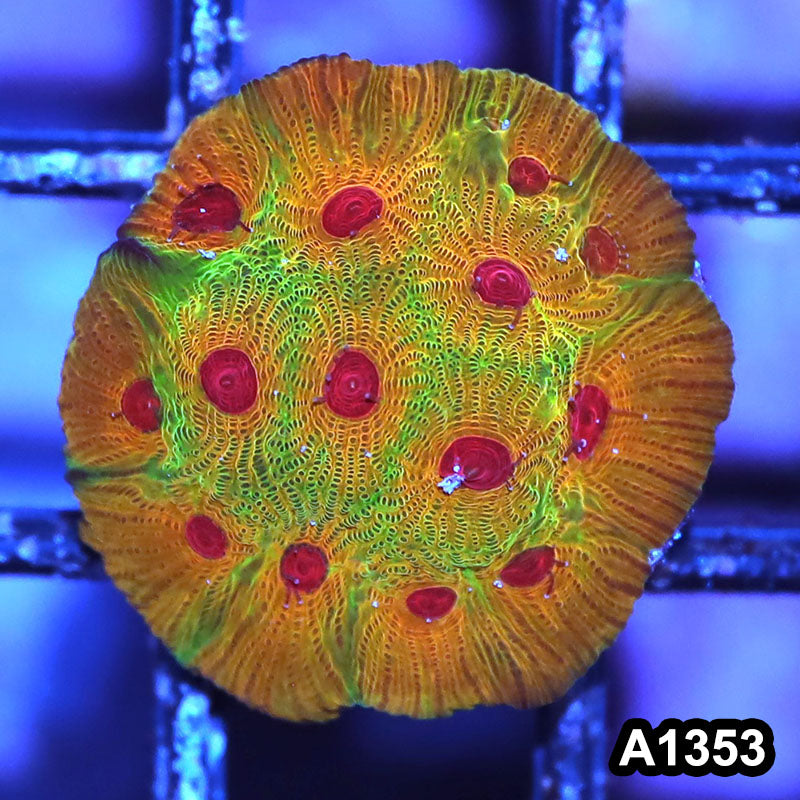 Item#A1353IN1353(S) WYSIWYG Cultured Fascination Favia Frag