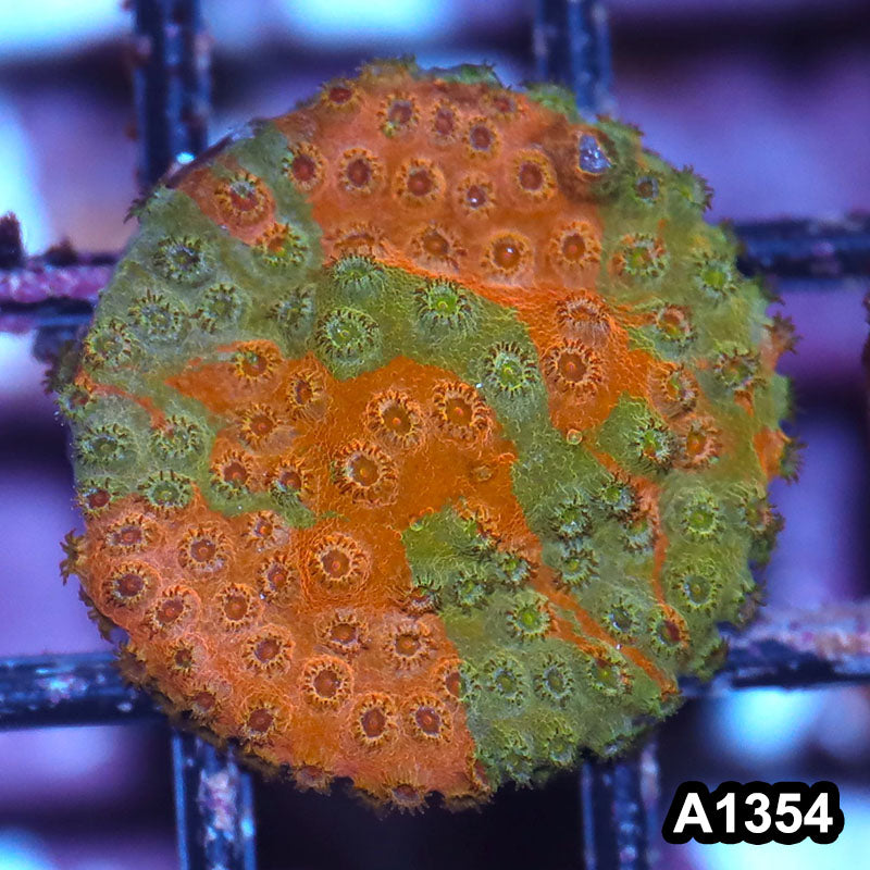Item#A1354IN1354(S) WYSIWYG Cultured Grafted Cyphastrea Frag