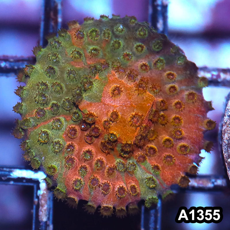 Item#A1355IN1355(S) WYSIWYG Cultured Grafted Cyphastrea Frag