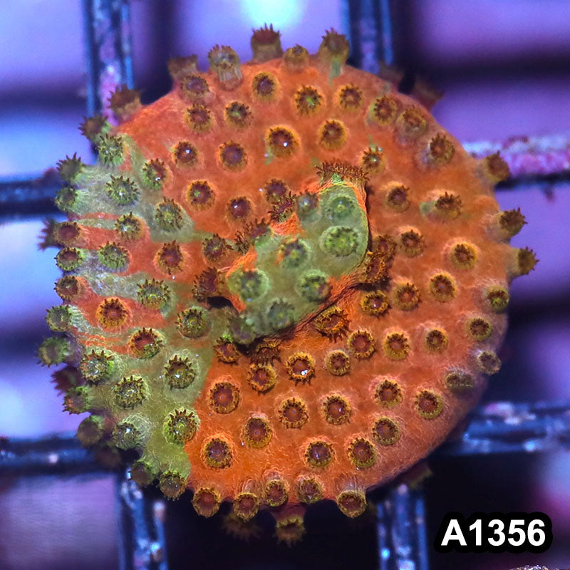 Item#A1356IN1356(S) WYSIWYG Cultured Grafted Cyphastrea Frag