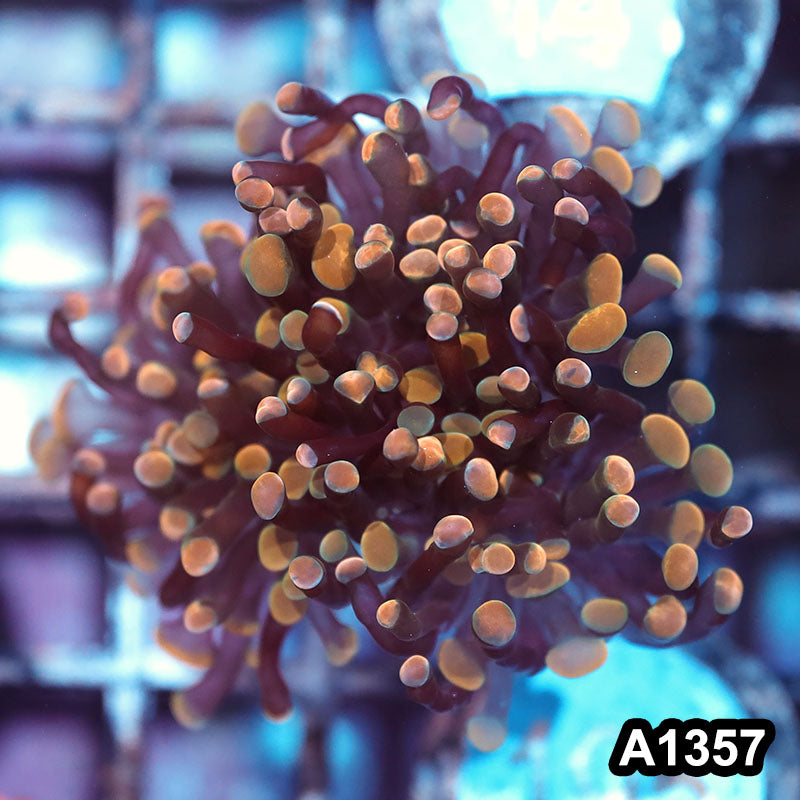 Item#A1357IN1357(S) Hand Selected Cultured Ultra Tip Branching Hammer Single Head 03