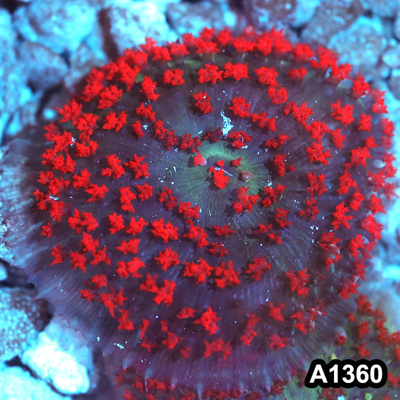 Item#A1360IN1360(S) WYSIWYG Florida Ultra Red St. Thomas Mushroom