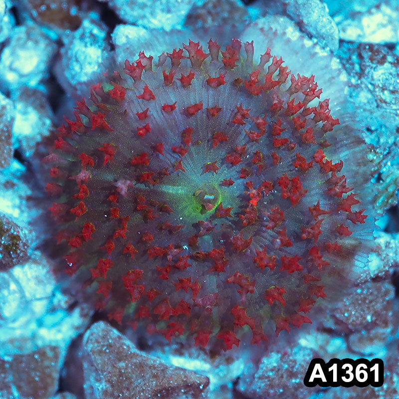Item#A1361IN1361(S) WYSIWYG Florida Ultra Red St. Thomas Mushroom
