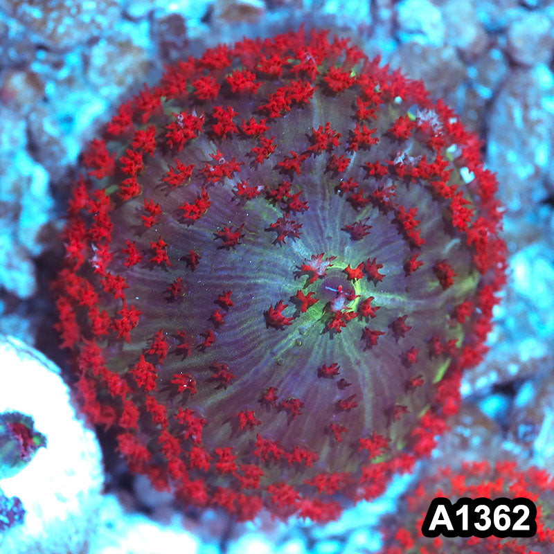 Item#A1362IN1362(M) WYSIWYG Florida Ultra Red St. Thomas Mushroom