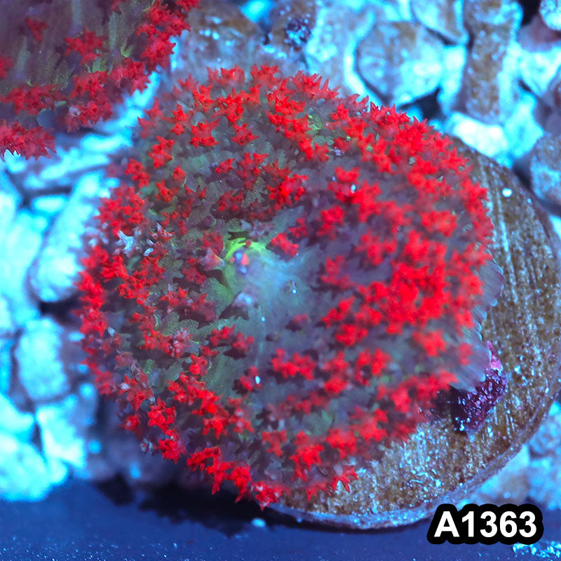 Item#A1363IN1363(S) WYSIWYG Florida Ultra Red St. Thomas Mushroom