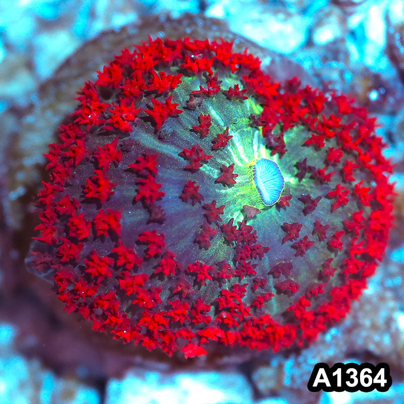 Item#A1364IN1364(S) WYSIWYG Florida Ultra Red St. Thomas Mushroom