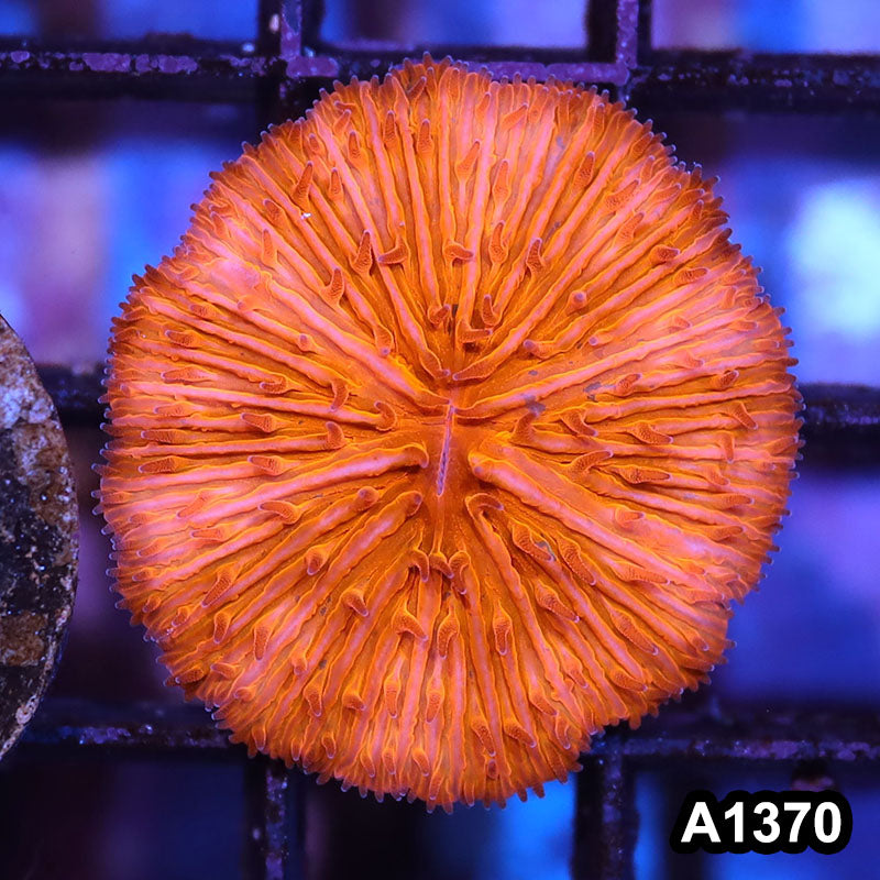 Item#A1370IN1370(S) WYSIWYG Aussie Ultra Orange Fungia