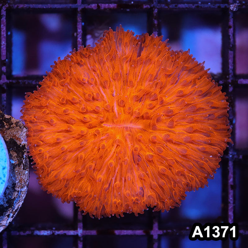 Item#A1371IN1371(S) WYSIWYG Aussie Ultra Orange Fungia