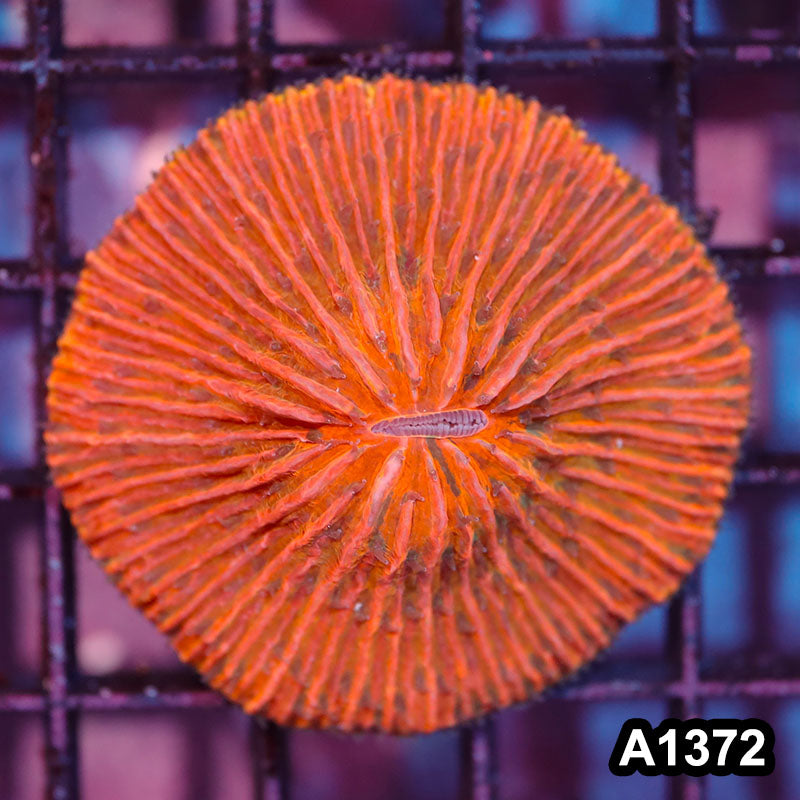 Item#A1372IN1372(S) WYSIWYG Aussie Ultra Orange Fungia