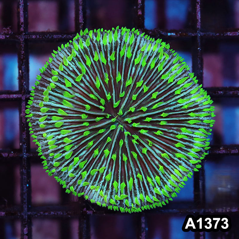 Item#A1373IN1373(S) WYSIWYG Aussie Ultra Fungia