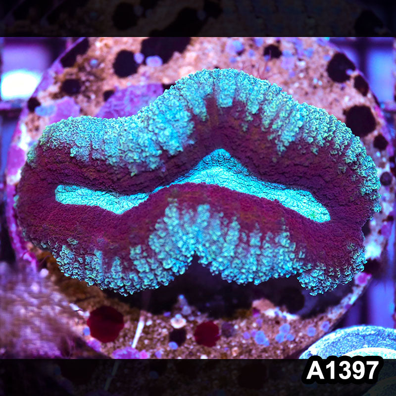 Item#A1397IN1397(M) WYSIWYG Indo Cultured Ultra Unique Lobophyllia