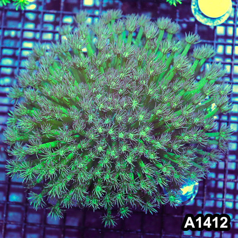 Item#A1412IN1412(L) WYSIWYG Aussie Ultra Neon Goniopora Colony