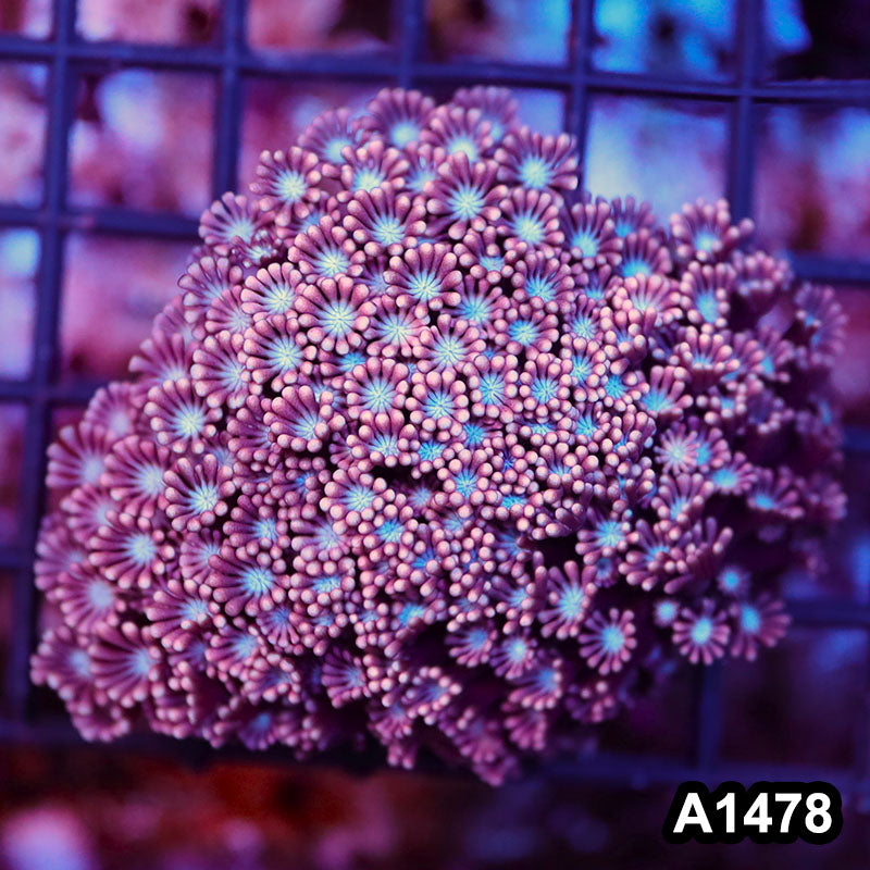 Item#A1478RW1478(S) WYSIWYG Aussie Rainbow Alveopora Colony