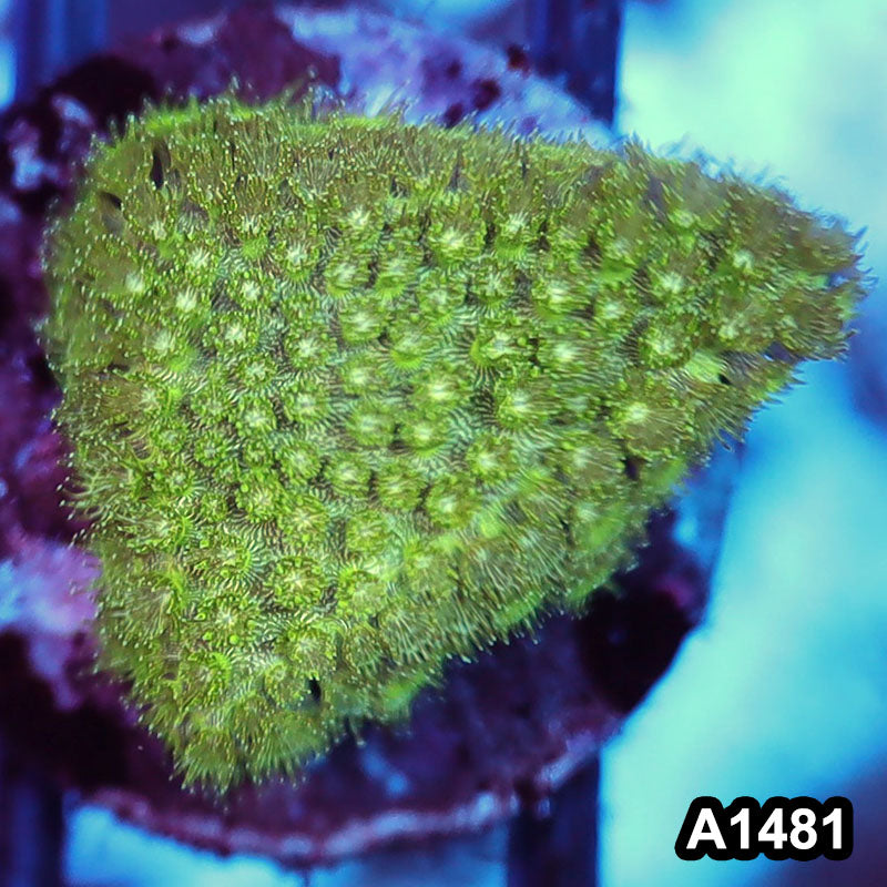 Item#A1481RW1481(S) WYSIWYG Aussie Ultra Unique Goniopora Frag