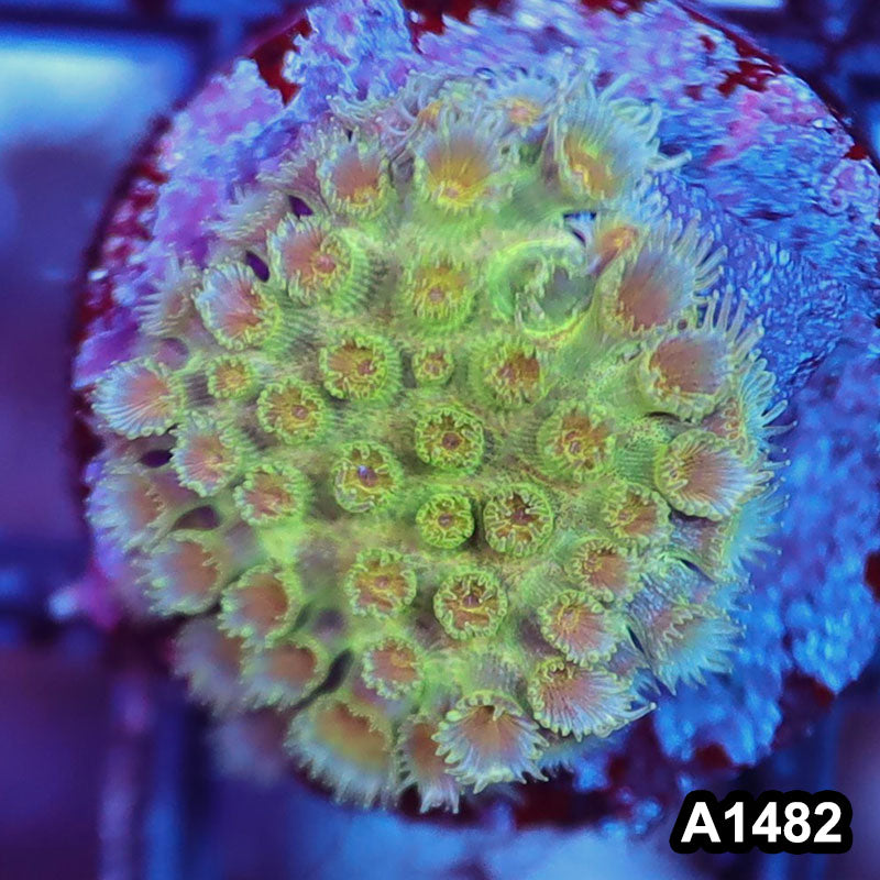 Item#A1482RW1482(S) WYSIWYG Aussie Ultra Unique Goniopora Frag