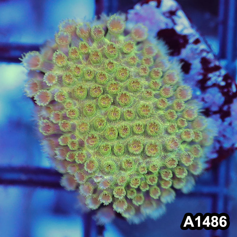 Item#A1486RW1486(S) WYSIWYG Aussie Ultra Unique Goniopora Frag