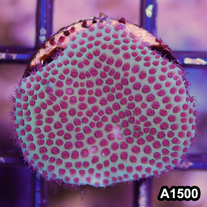 Item#A1500RW1500(S) WYSIWYG Cultured Sand Dollar Porites Large Frag