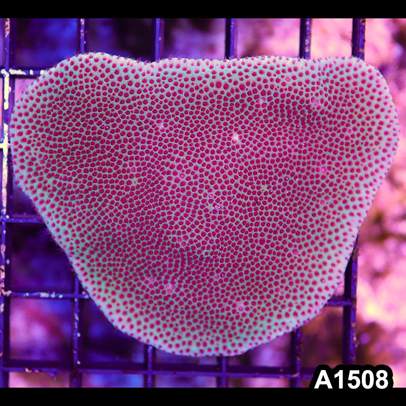 Item#A1508RW1508(M) WYSIWYG Cultured Sand Dollar Porites Mini Colony