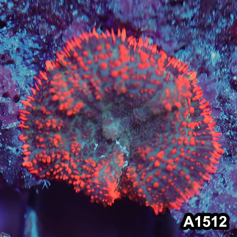 Item#A1512IN1512(S) WYSIWYG Vietnam Rainbow Rhodactis Mushrooms