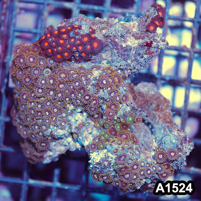 Item#A1524IN1524(M) WYSIWYG Vietnam Ultra Zoanthid Colony
