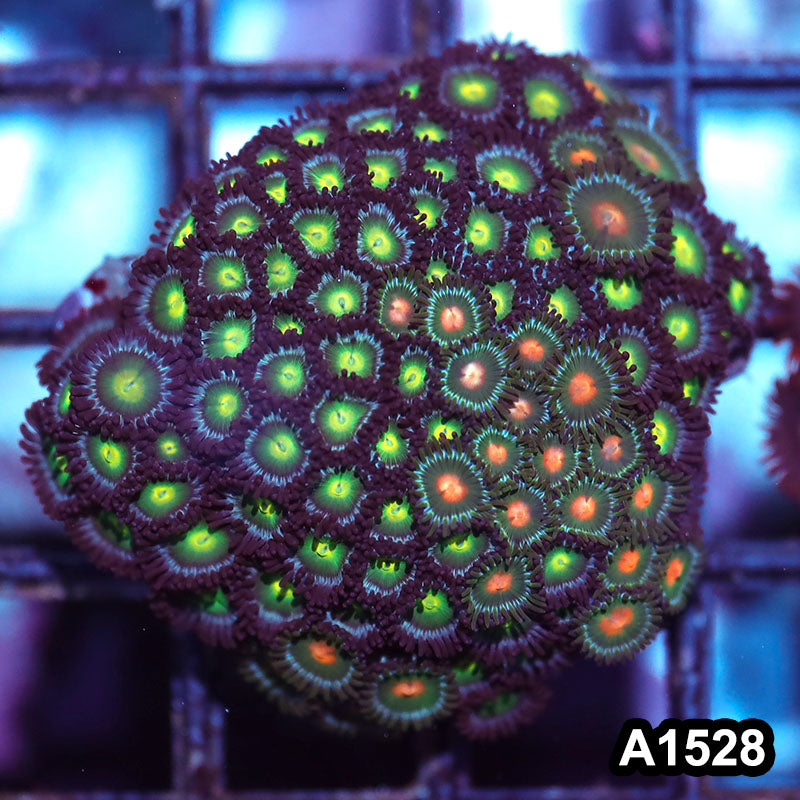Item#A1528IN1528(M) WYSIWYG Vietnam Ultra Zoanthid Colony
