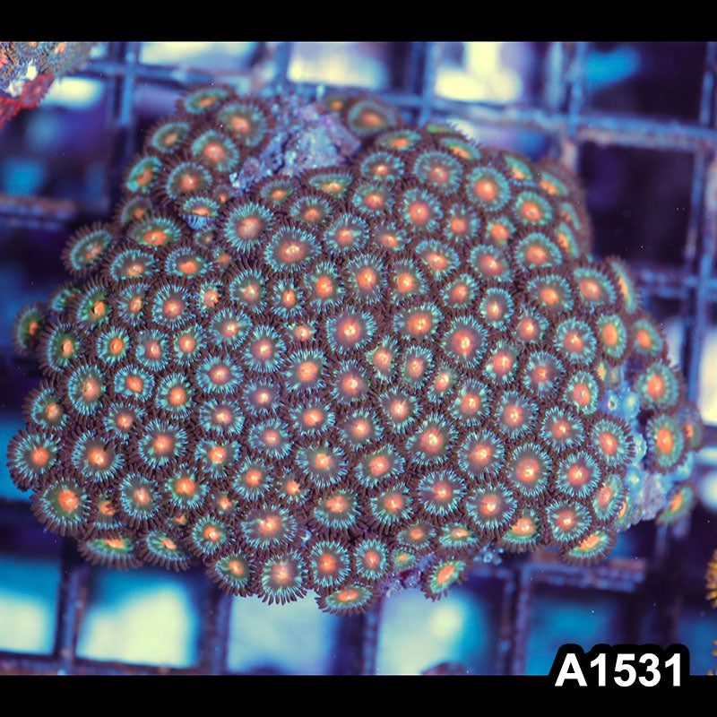 Item#A1531IN1531(M) WYSIWYG Vietnam Ultra Zoanthid Colony