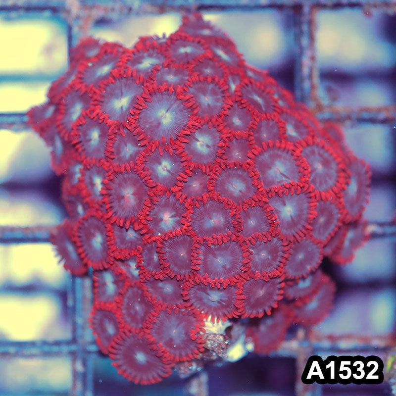 Item#A1532IN1532(M) WYSIWYG Vietnam Ultra Zoanthid Colony