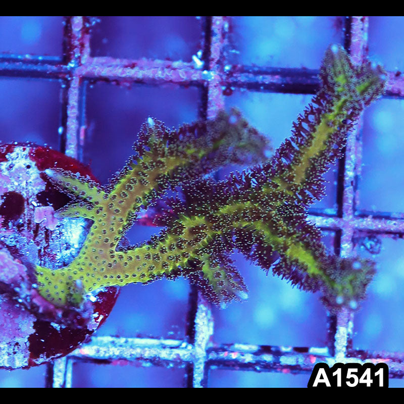 Item#A1541IN1541(S) WYSIWYG Cultured Birds of Paradise Seriatopora Frag