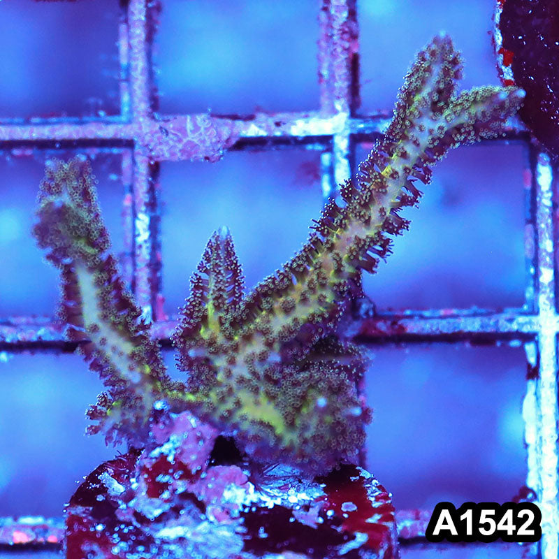 Item#A1542IN1542(S) WYSIWYG Cultured Birds of Paradise Seriatopora Frag