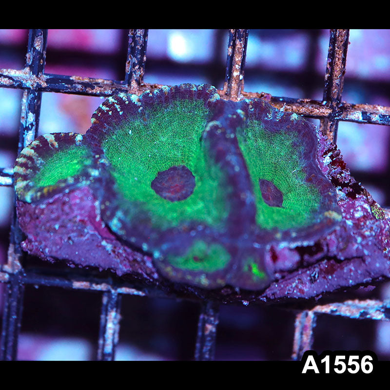 Item#A1556IN1556(S) WYSIWYG Aussie Moselaya Mini Colony