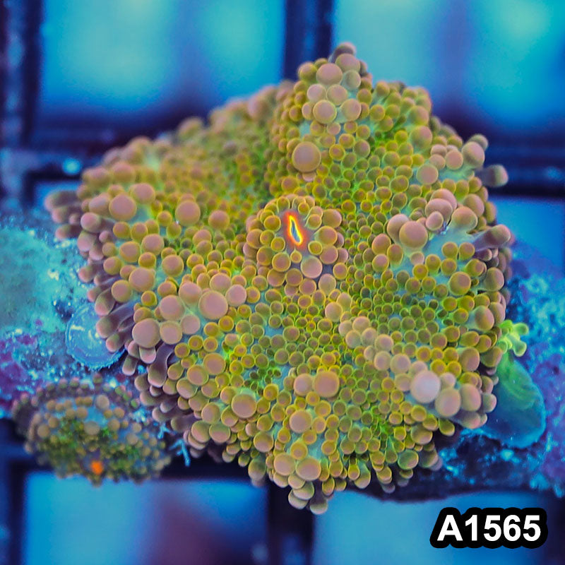 Item#A1565IN1565(S) WYSIWYG Solomon Island Rainbow Ricordea Yuma Mushroom
