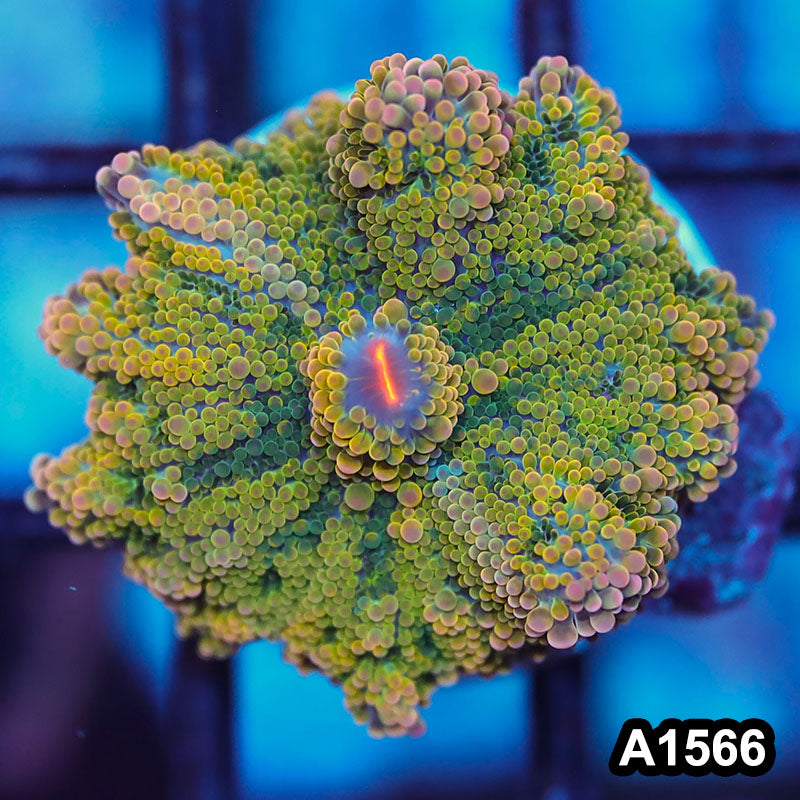 Item#A1566IN1566(S) WYSIWYG Solomon Island Rainbow Ricordea Yuma Mushroom