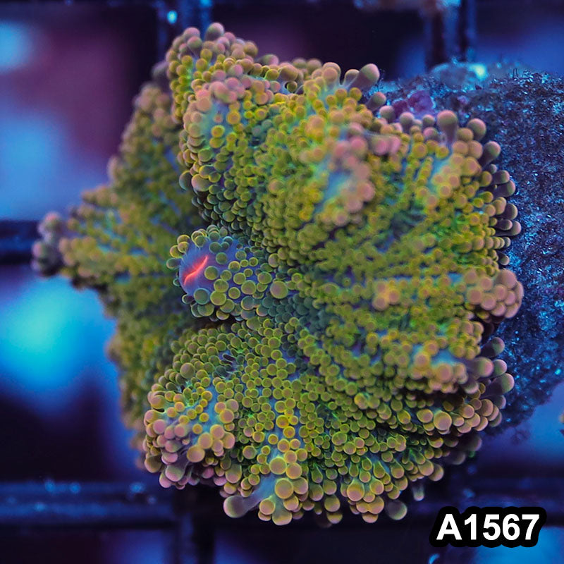 Item#A1567IN1567(S) WYSIWYG Solomon Island Rainbow Ricordea Yuma Mushroom