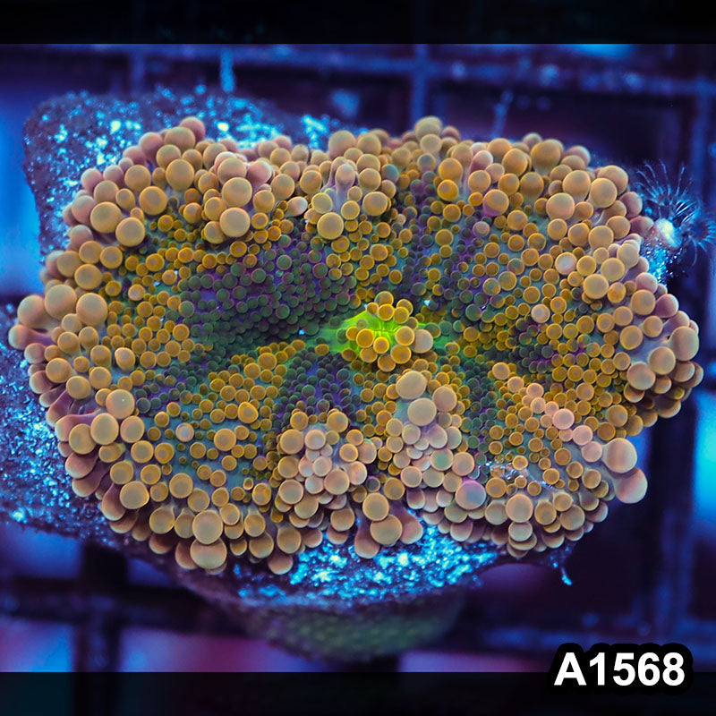 Item#A1568IN1568(S) WYSIWYG Solomon Island Rainbow Ricordea Yuma Mushroom