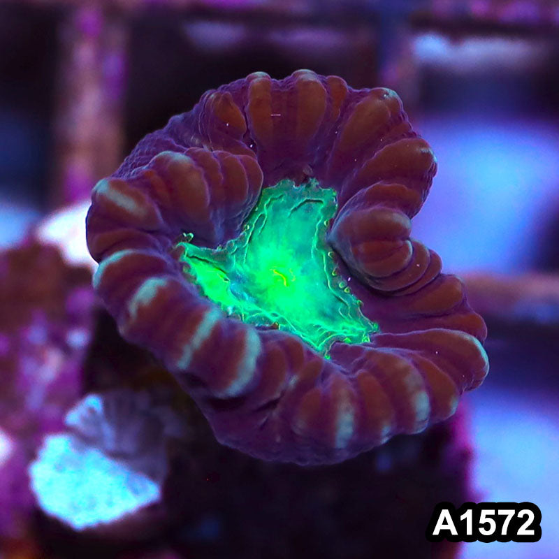 Item#A1572IN1572(S) WYSIWYG Aussie Candy Cane Frag