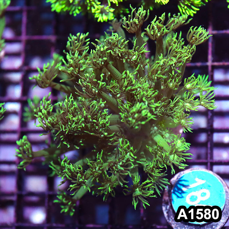 Item#A1580IN1580(S) WYSIWYG Aussie Ultra Tip Goniopora Frag