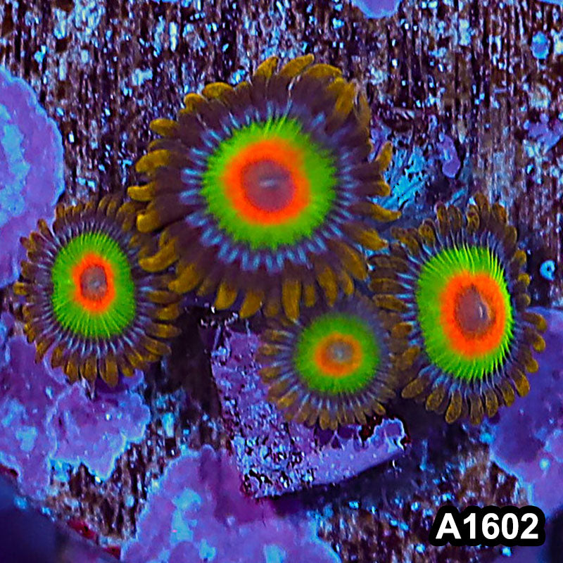 Item#A1602IN1602(S) WYSIWYG Cultured Premium Rasta Zoanthid Frag